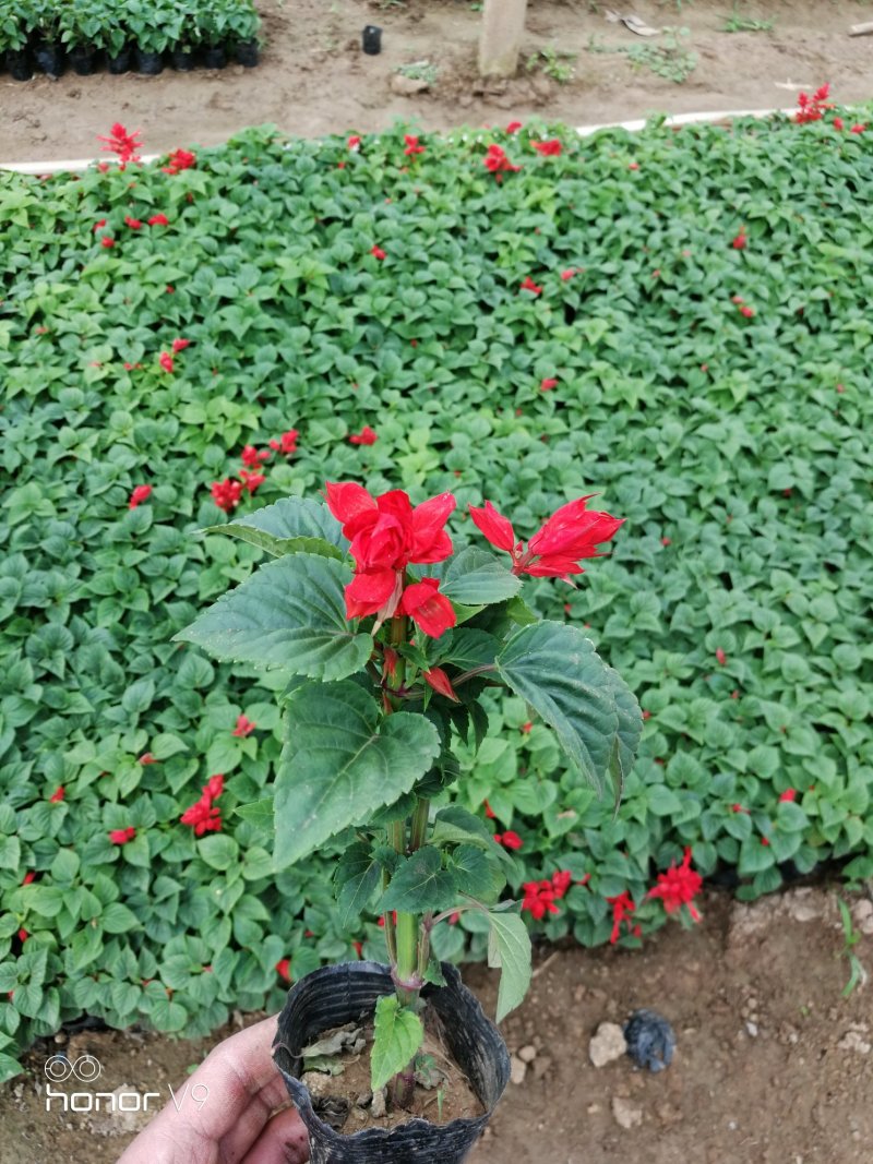 优质一串红，爆仗花绿叶红花，基地直供量大价优