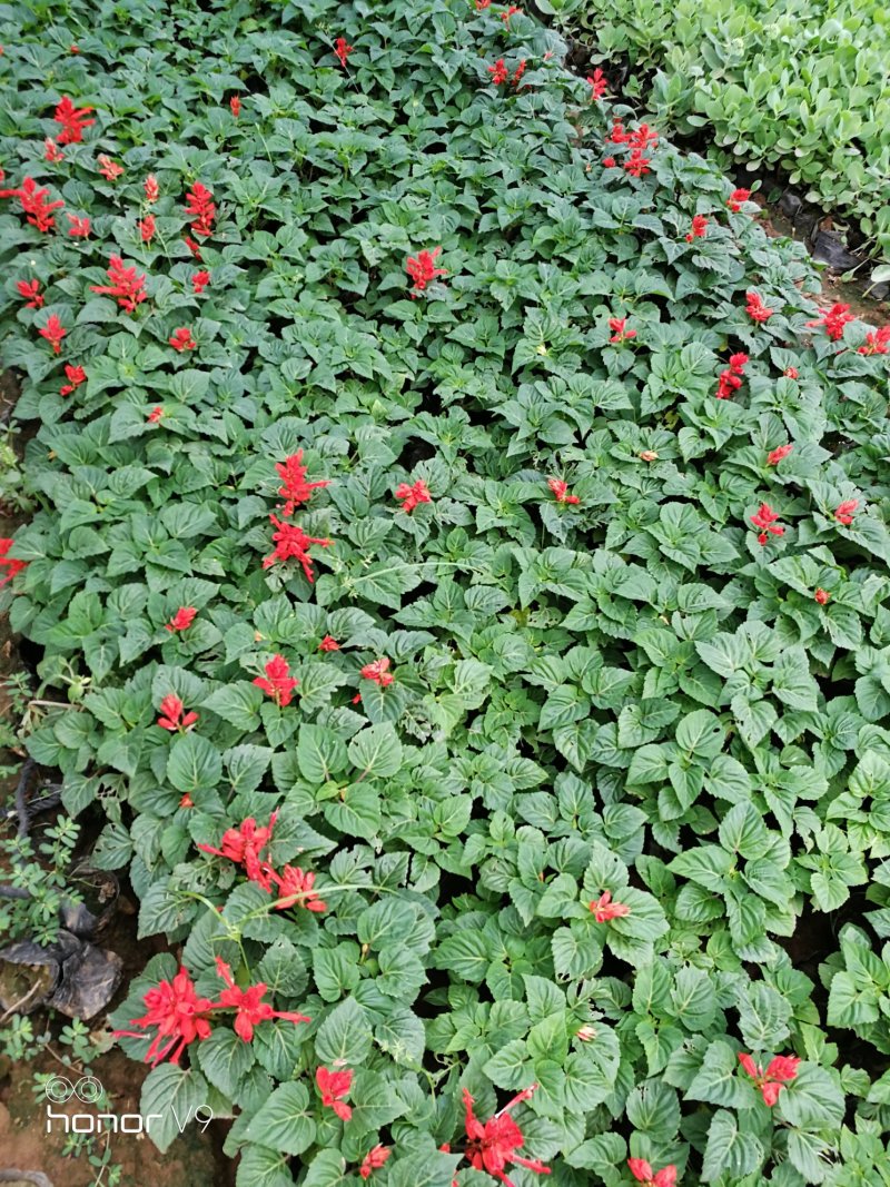 优质一串红，爆仗花绿叶红花，基地直供量大价优