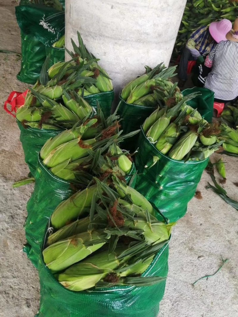 水果玉米，甜玉米，一手货源产地发货，质量保证供应全国