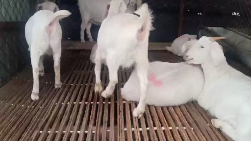 出售美国白山羊波尔山羊小尾寒羊等