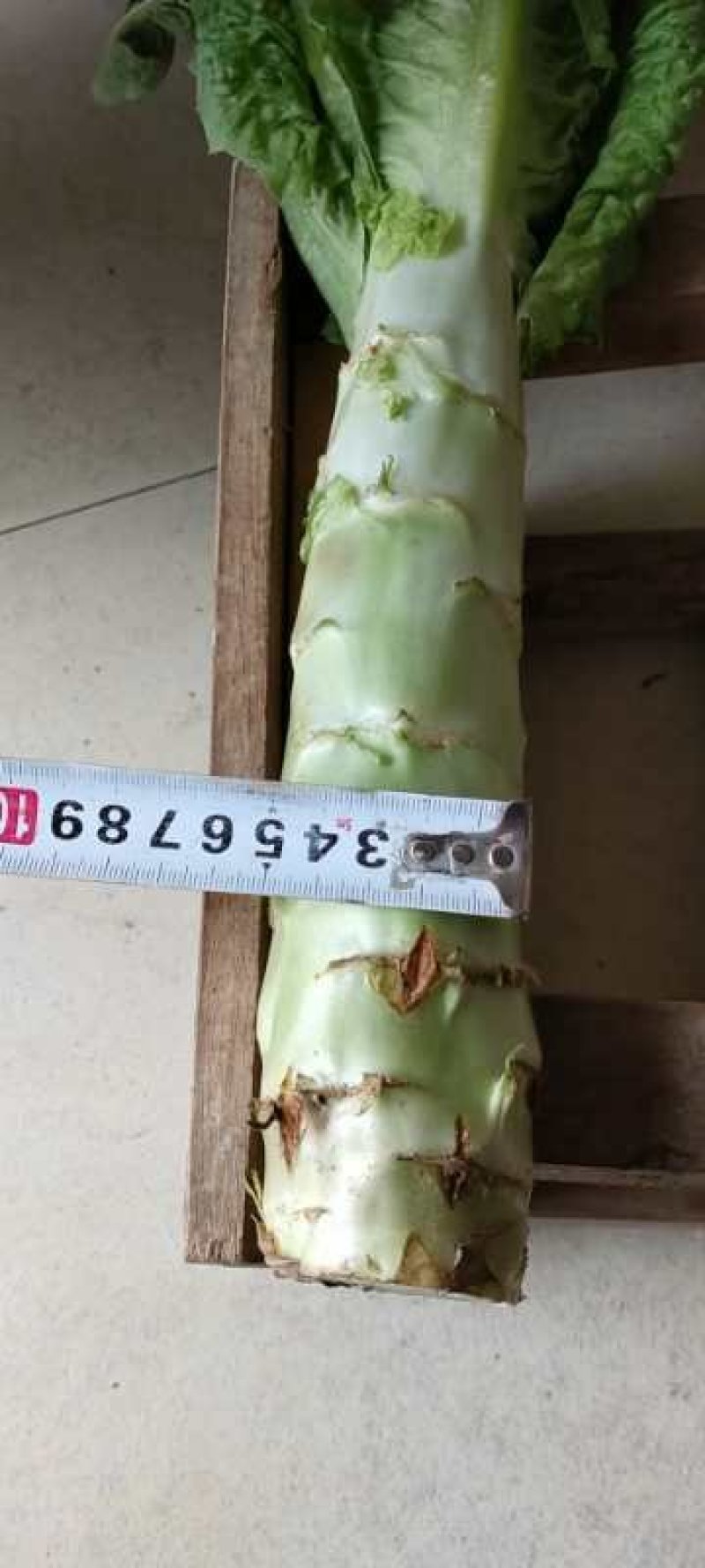 精品莴笋，保证质量，产地直发优惠上市中！！！