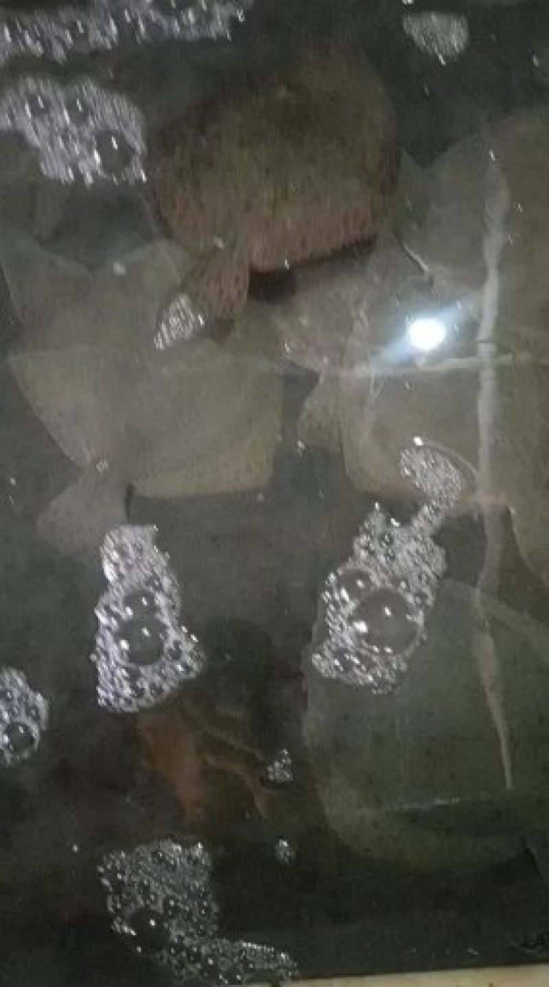 多宝鱼