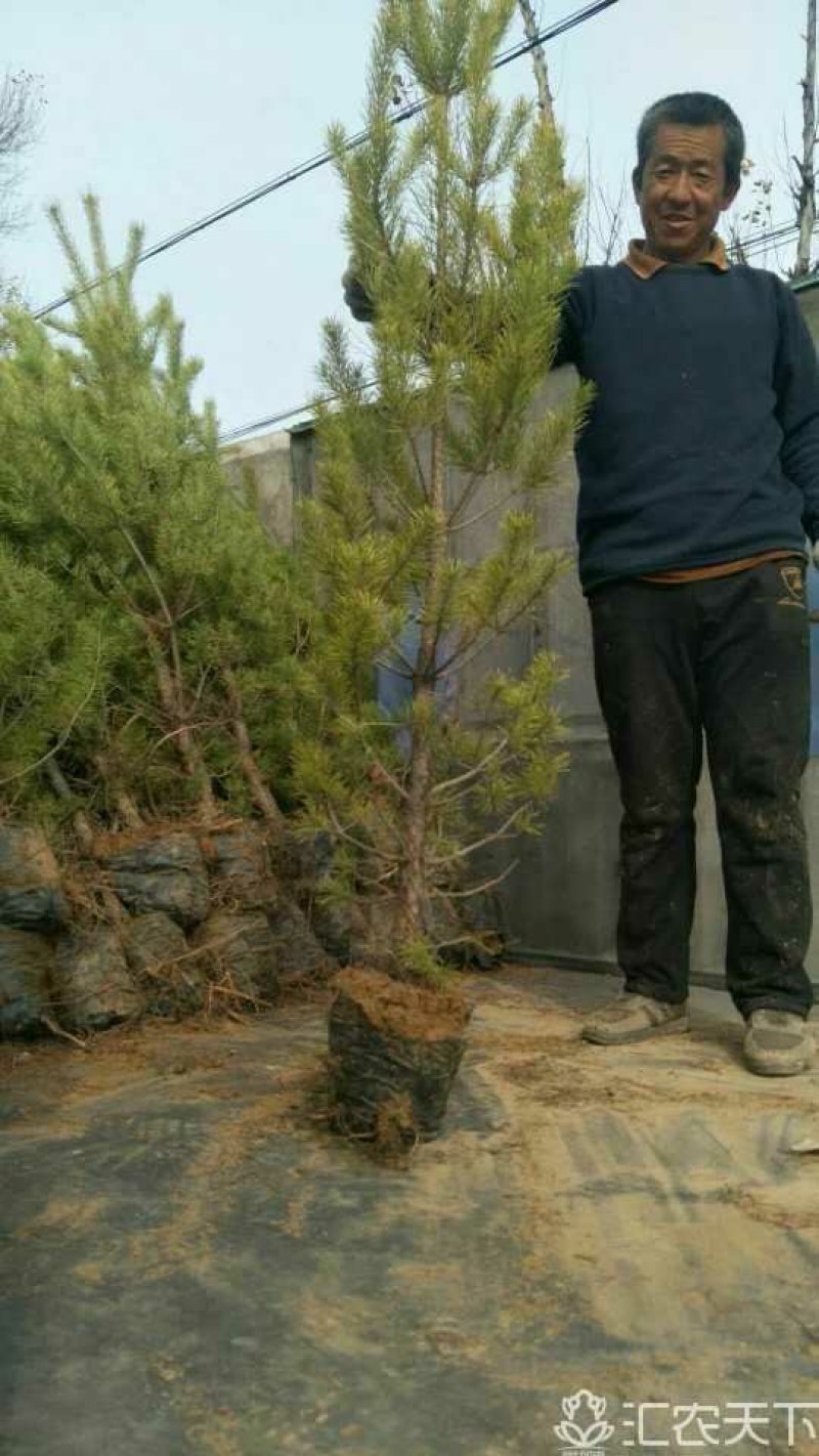 樟子松1.5~2m