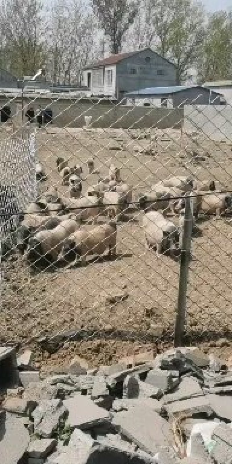 巴马香猪日常管理春季养殖巴马香猪要注意哪些事项