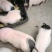巴马香猪日常管理春季养殖巴马香猪要注意哪些事项
