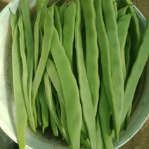 商河精品优质扁青芸豆，基地直供，一手货源，可全国发货