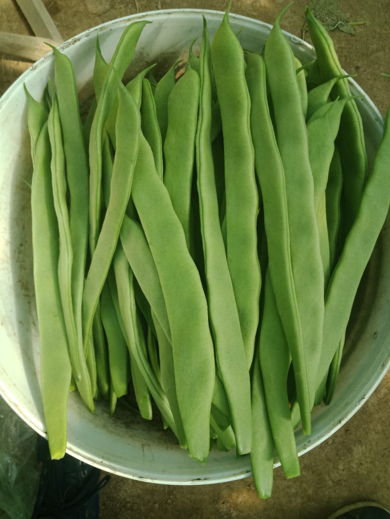 商河精品优质扁青芸豆，基地直供，一手货源，可全国发货