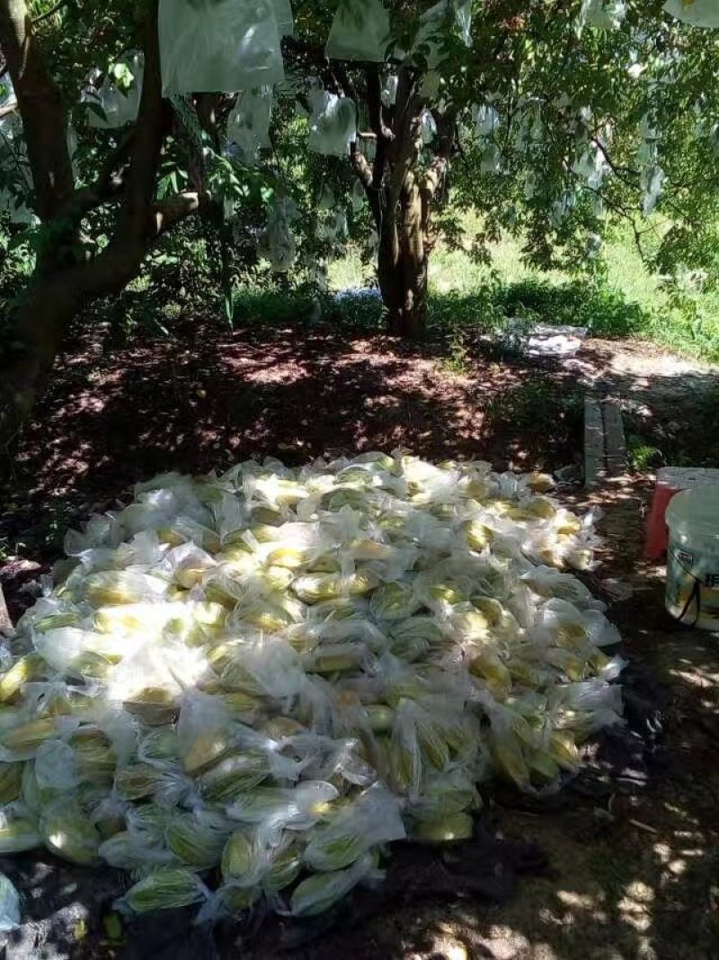 福建漳州杨桃新鲜水果应季现摘孕妇水果