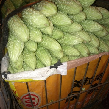 苦瓜