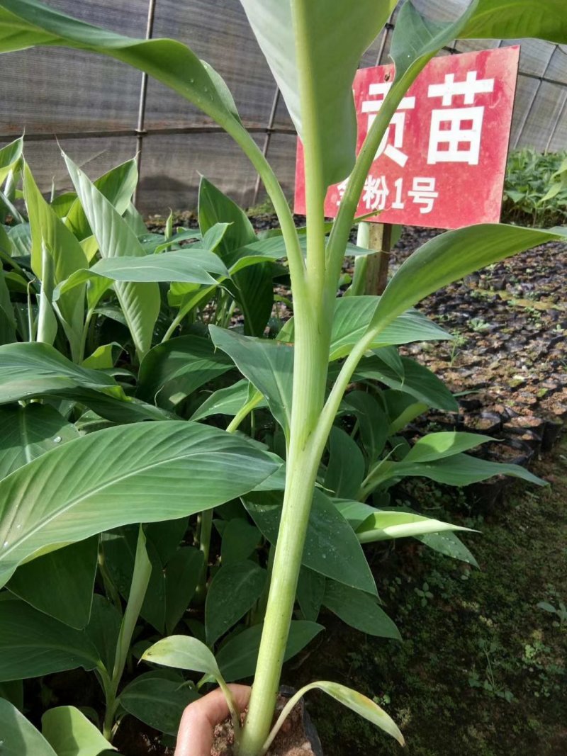 西贡蕉(金粉一号)红香蕉(红美人)当年种植当年挂果