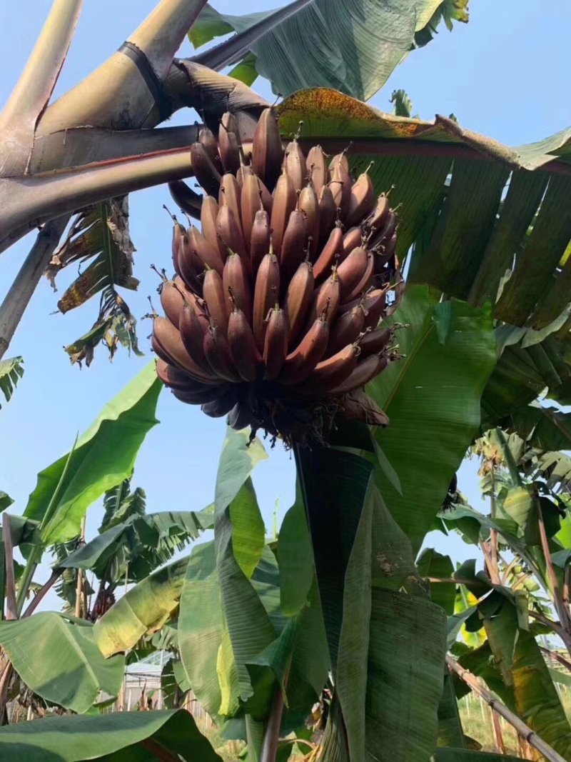 西贡蕉(金粉一号)红香蕉(红美人)当年种植当年挂果