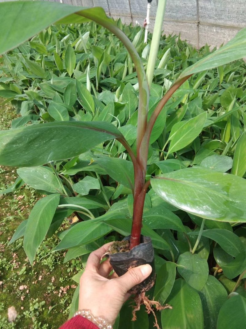 西贡蕉(金粉一号)红香蕉(红美人)当年种植当年挂果