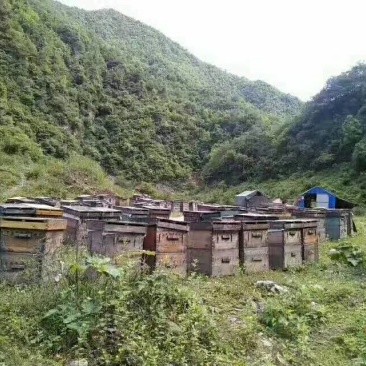 出售蜜蜂
