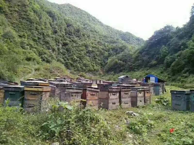 出售蜜蜂