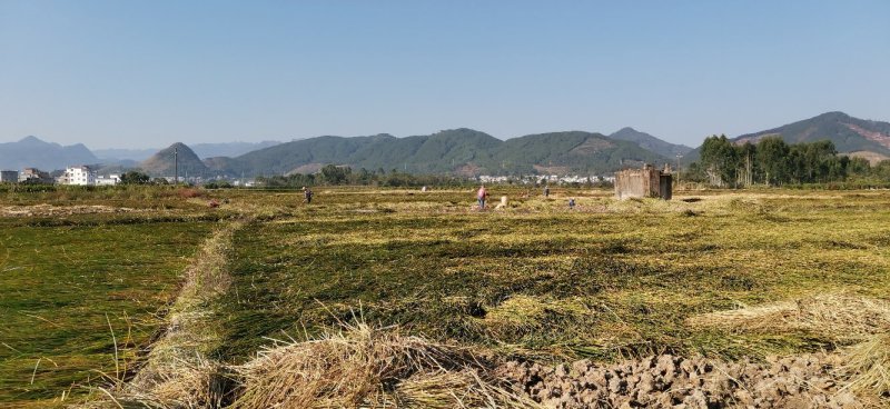 荸荠荔浦马蹄60斤起批产地直供一手货源