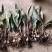 毛慈菇苗
