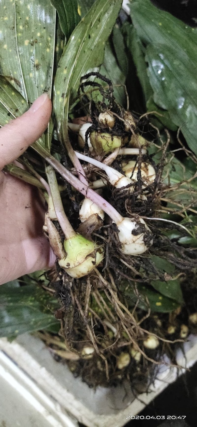 毛慈菇苗