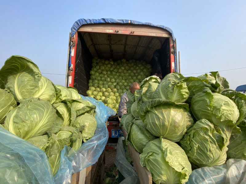 甘蓝精品甘蓝，德州甘蓝正在上市中，8398