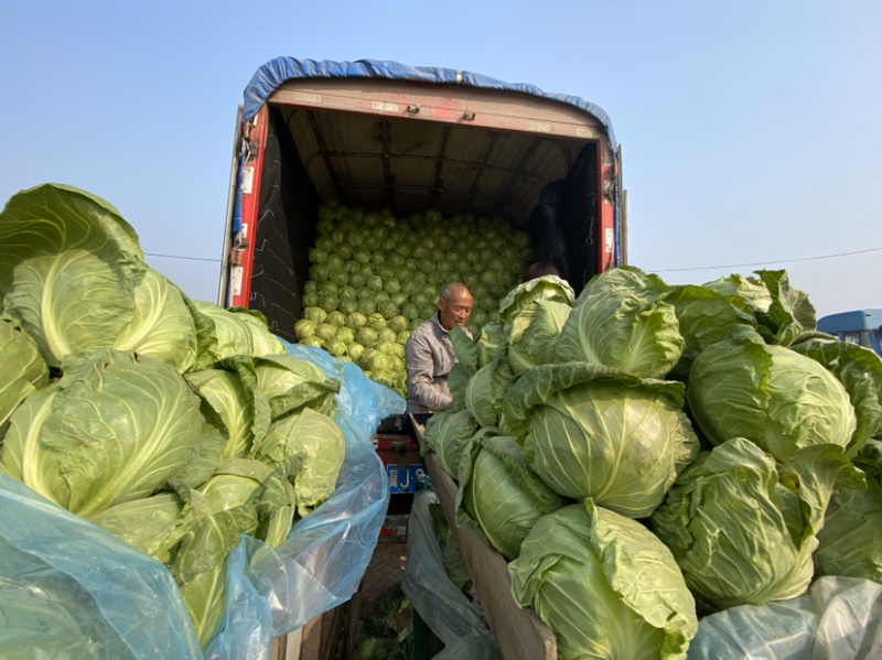 甘蓝精品甘蓝，德州甘蓝正在上市中，8398