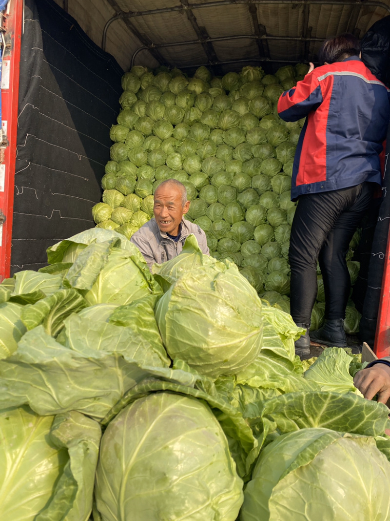 甘蓝精品甘蓝，德州甘蓝正在上市中，8398
