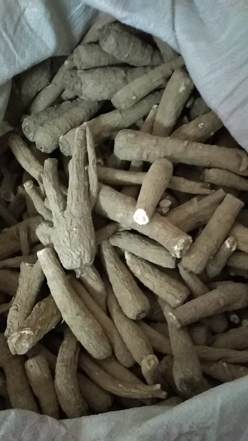 供应白芷