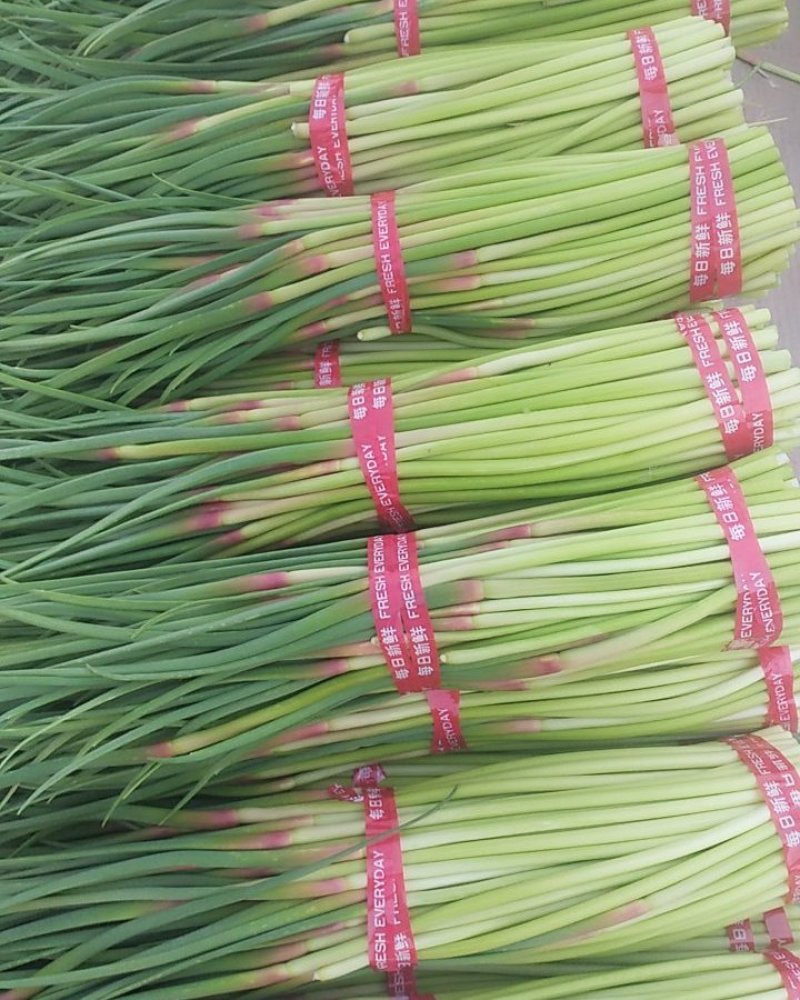 邳州红帽蒜薹，改把加工，入库