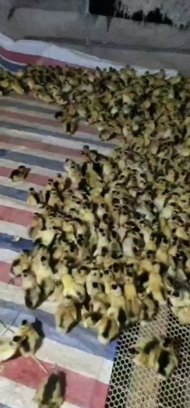 各种鸭苗