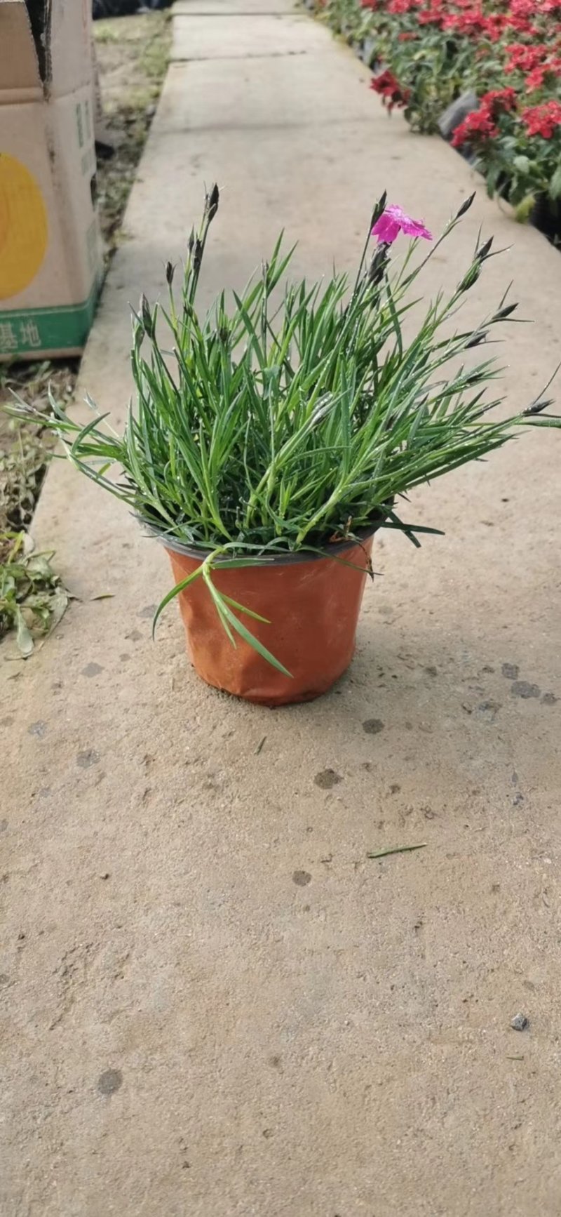 欧石竹小盆栽耐寒地被绿植庭院草坪四季开花不死花卉花期长