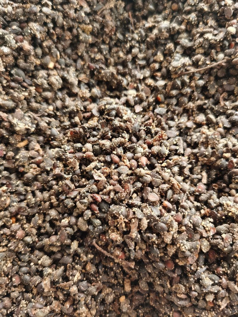 杜梨种子，嫁接各种梨苗沾木，芽率看图片，大量批发，