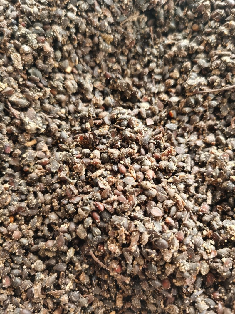 杜梨种子，嫁接各种梨苗沾木，芽率看图片，大量批发，