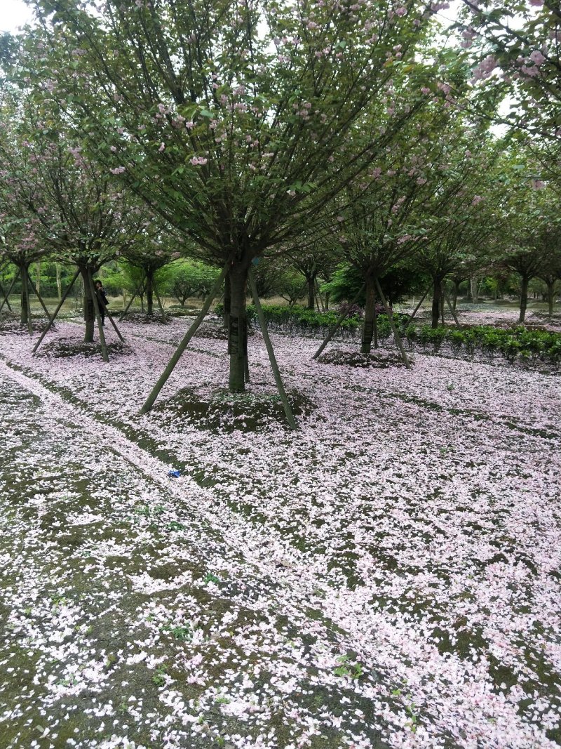 樱花