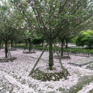 樱花