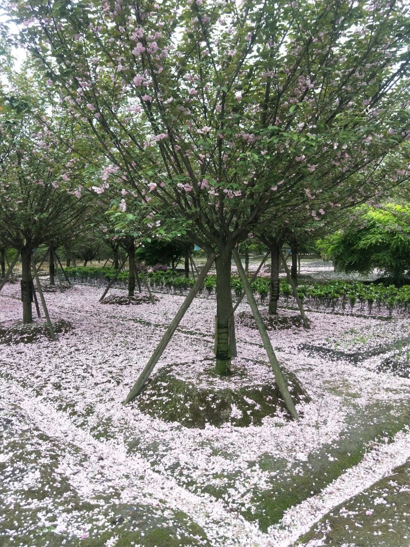 樱花