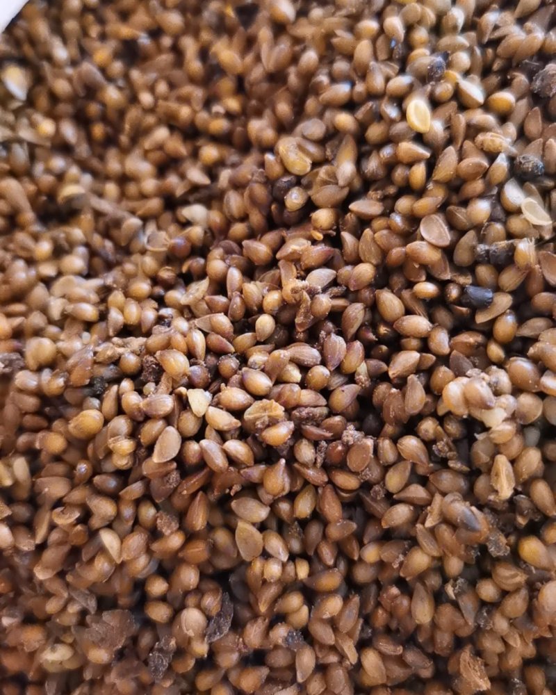 苹果种子甜茶种子，一手货源
