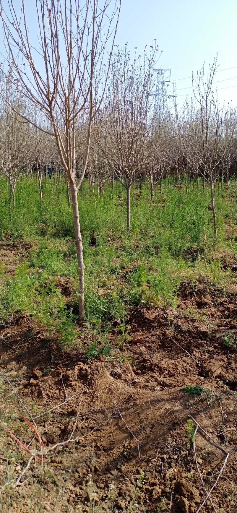 木槿三公分木槿红花木槿山西木槿