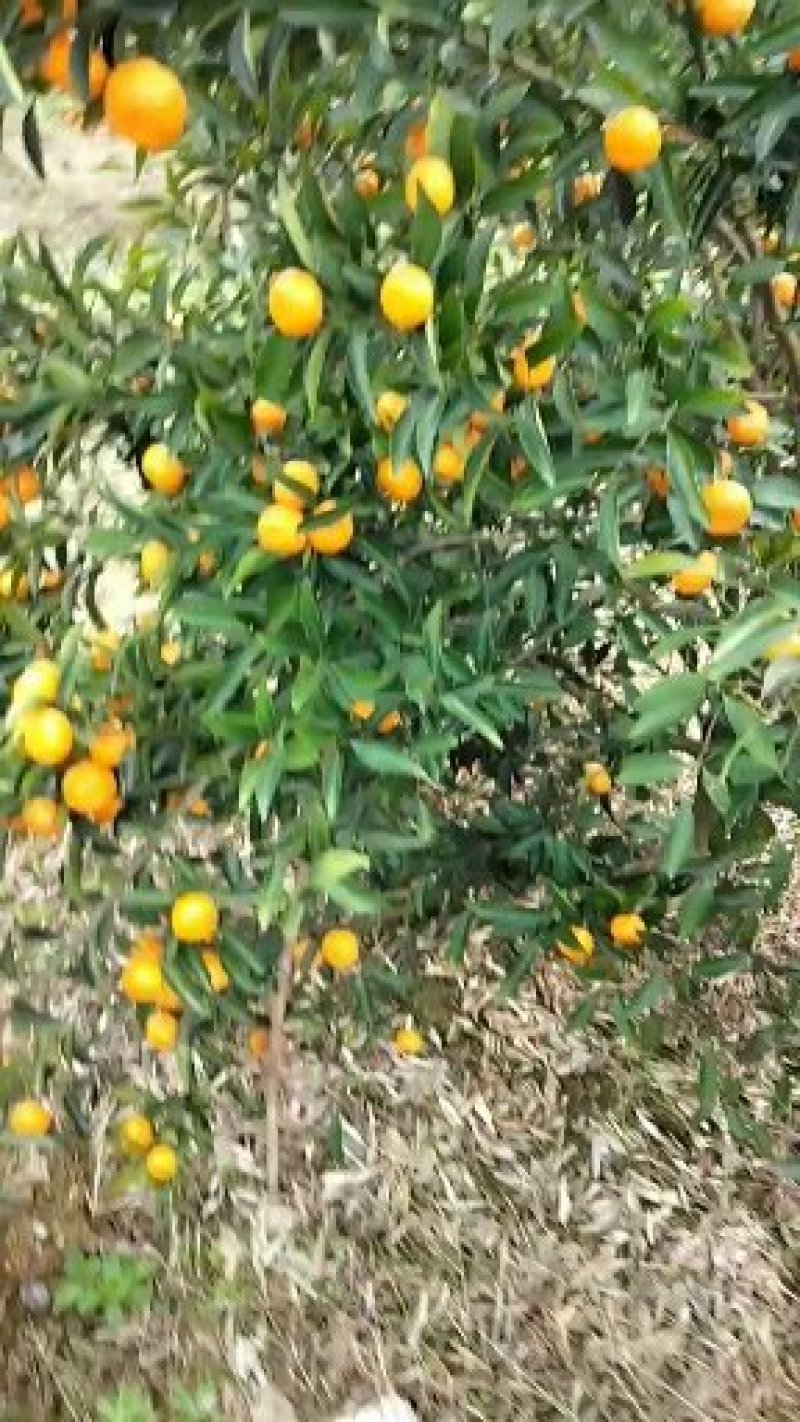 马水桔，广西桂林阳朔产地直销，批发马水桔，桔子，