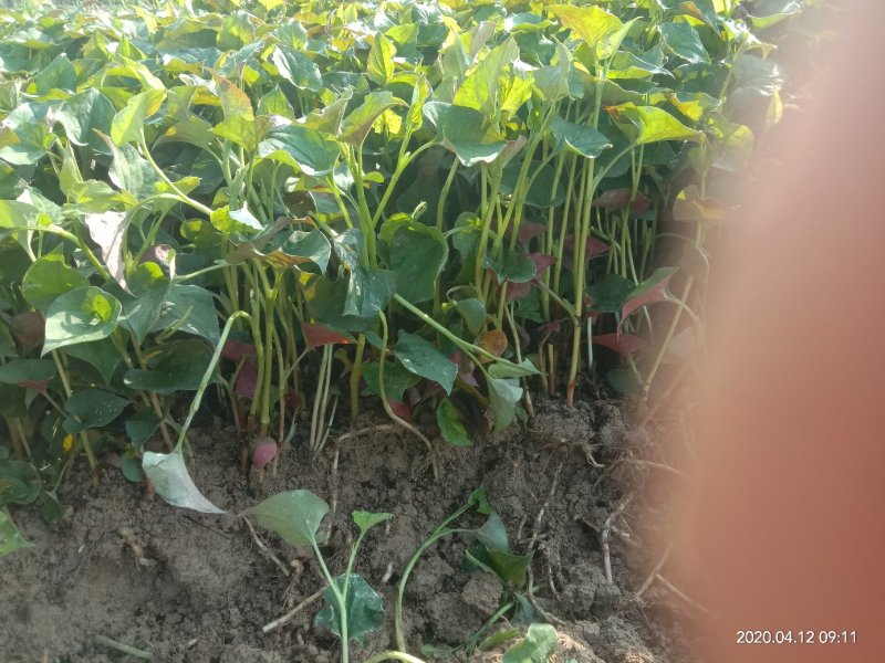 湖南省怀化市有机种植优选品种鱼腥草种苗基地优选