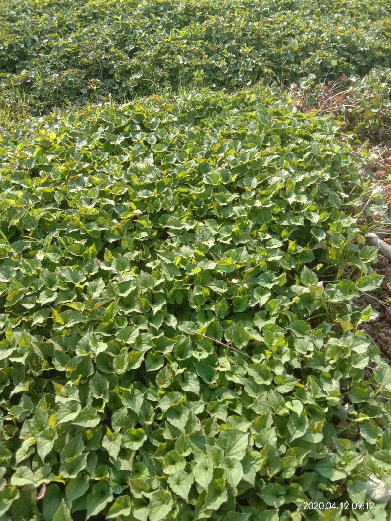 湖南省怀化市有机种植优选品种鱼腥草种苗基地优选