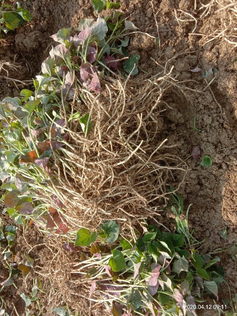 湖南省怀化市有机种植优选品种鱼腥草种苗基地优选
