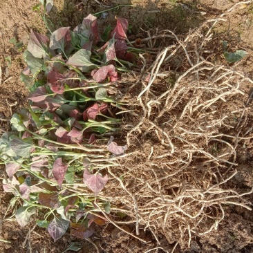 湖南省怀化市有机种植优选品种鱼腥草种苗基地优选