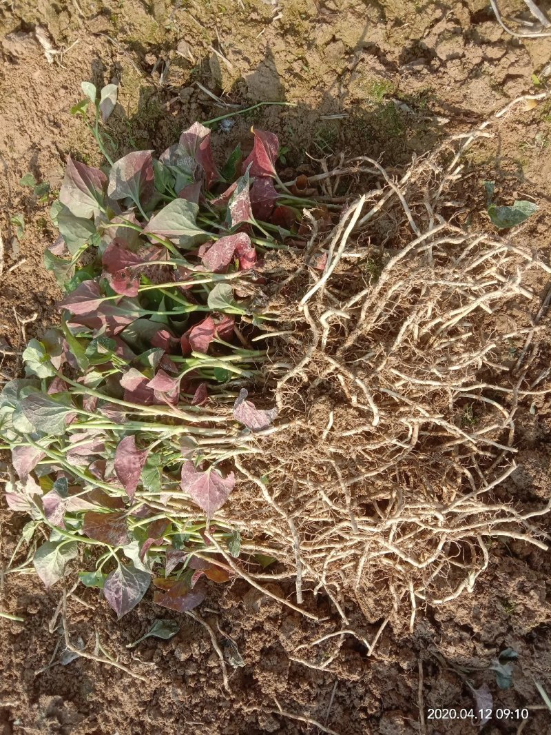 湖南省怀化市有机种植优选品种鱼腥草种苗基地优选