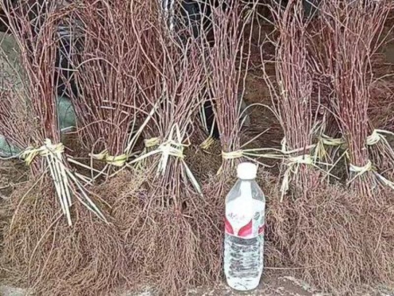 五味子北五味子苗培育基地批发以诚为本