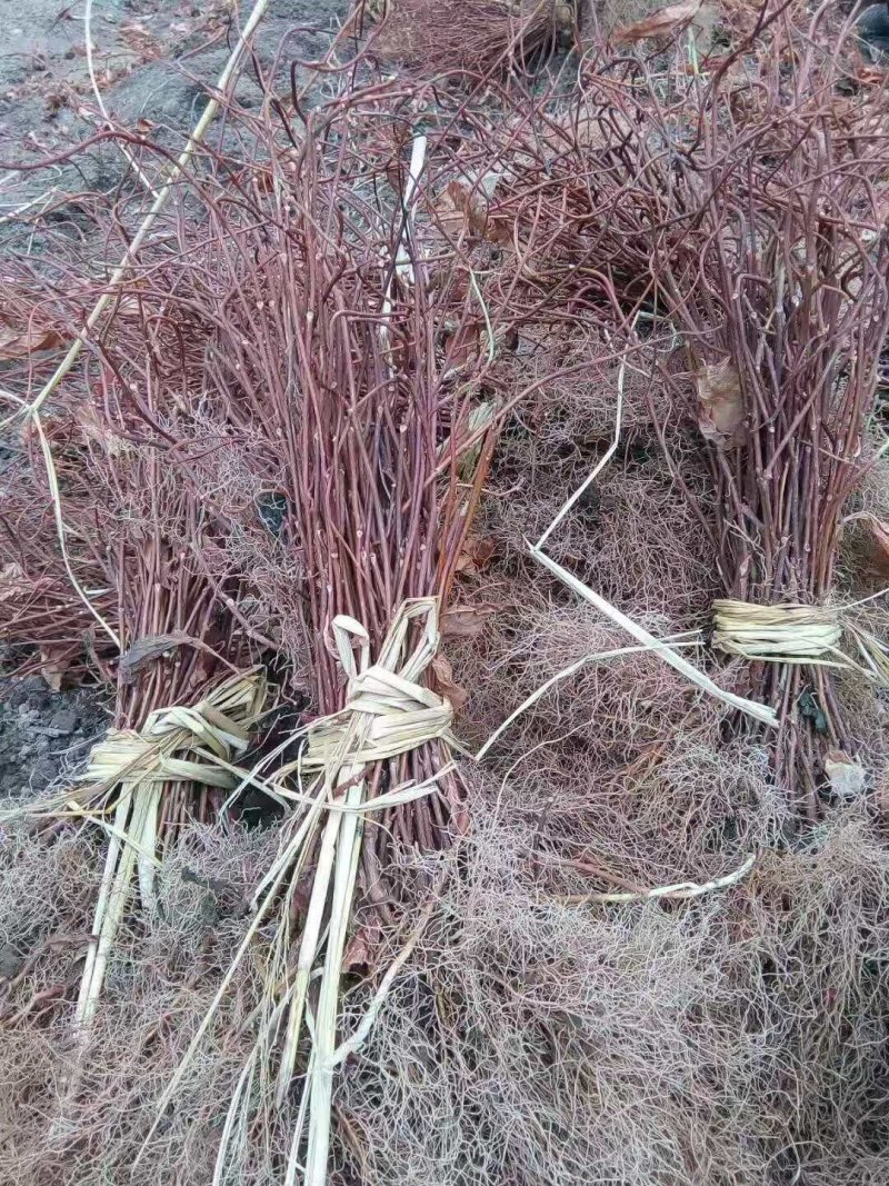 五味子北五味子苗培育基地批发以诚为本