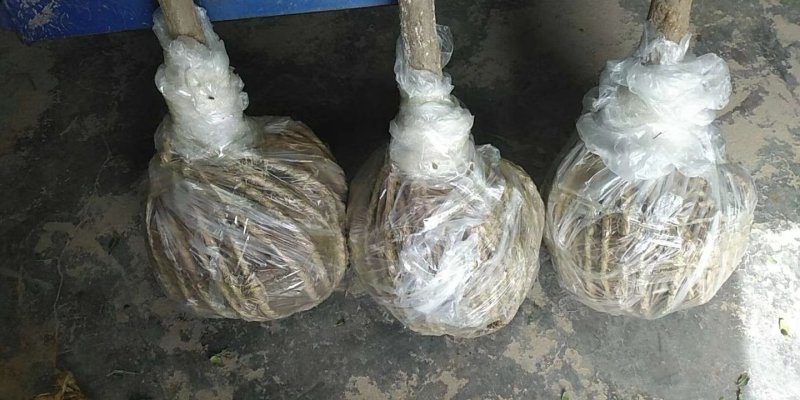 突尼斯软籽石榴树苗，客户，信誉，质量，产地直发