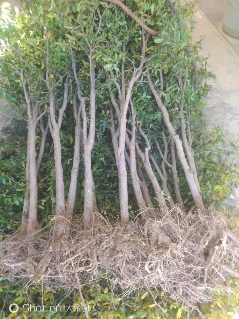 突尼斯软籽石榴树苗，客户，信誉，质量，产地直发