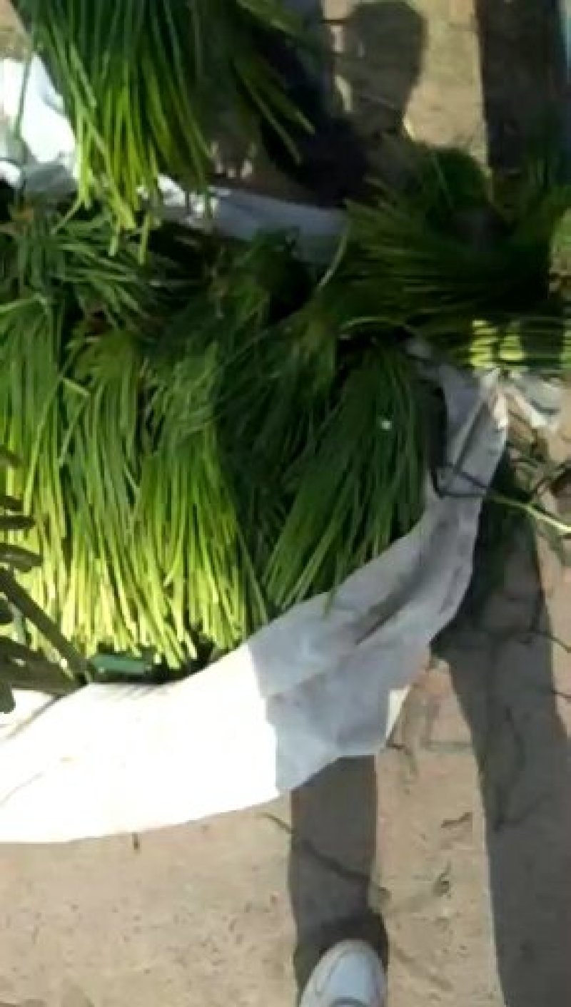 金乡红苞蒜薹，大量上市，本人诚信代办，代存，代卖。