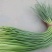 金乡红苞蒜薹，大量上市，本人诚信代办，代存，代卖。
