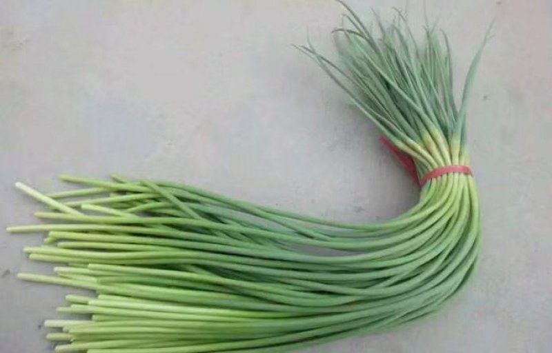 金乡红苞蒜薹，大量上市，本人诚信代办，代存，代卖。