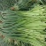 金乡红苞蒜薹，大量上市，本人诚信代办，代存，代卖。