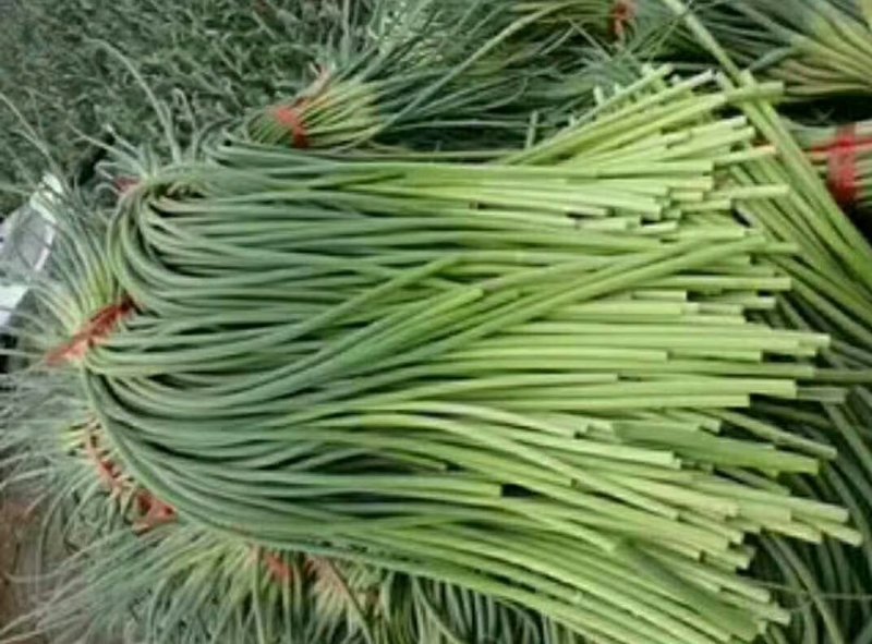 金乡红苞蒜薹，大量上市，本人诚信代办，代存，代卖。
